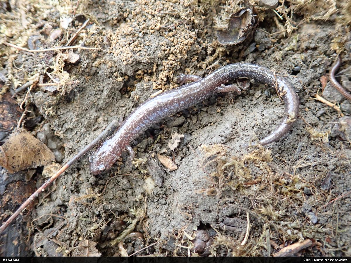 Eastern Red-backed  Salamander