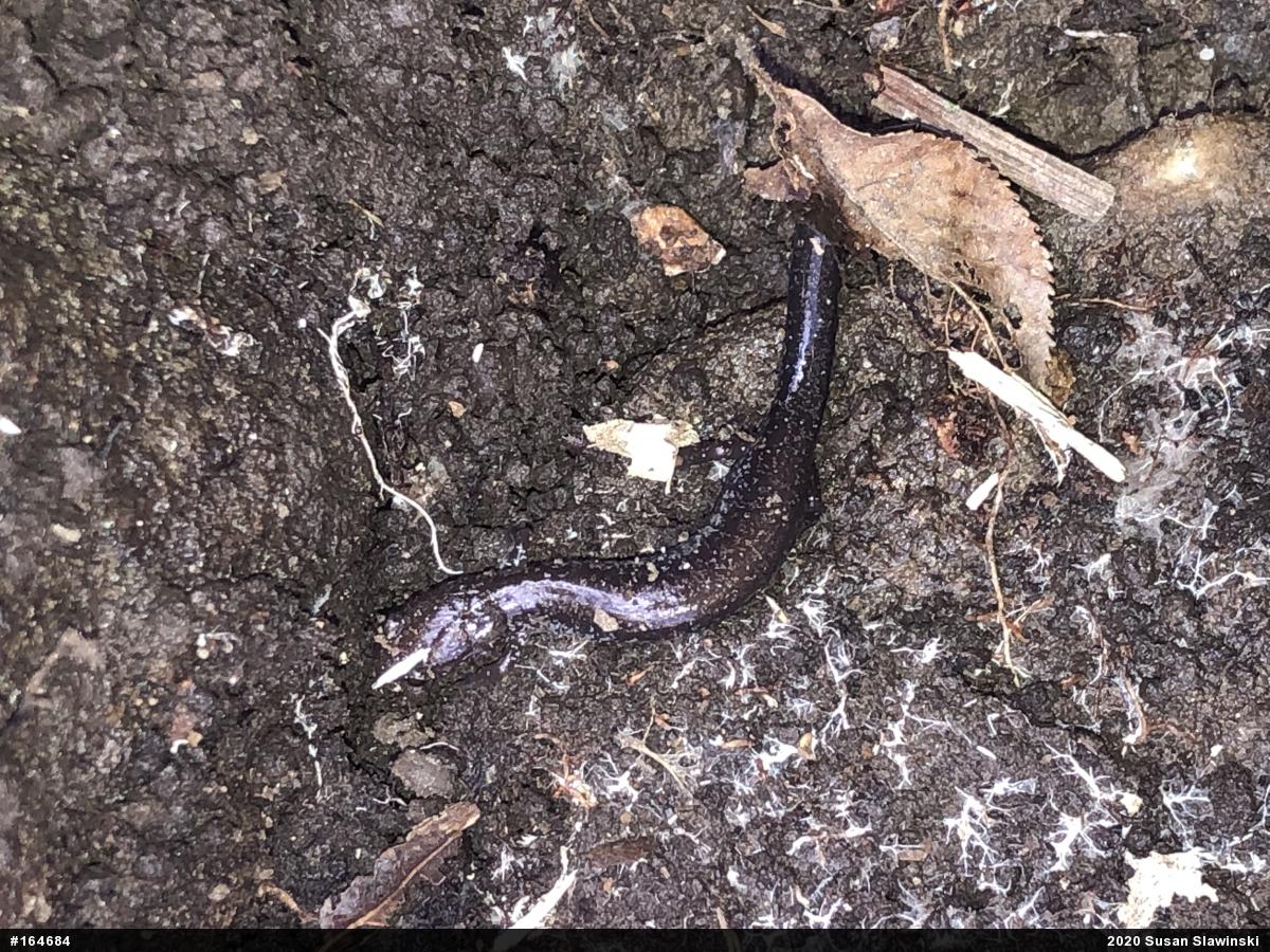 Eastern Red-backed  Salamander
