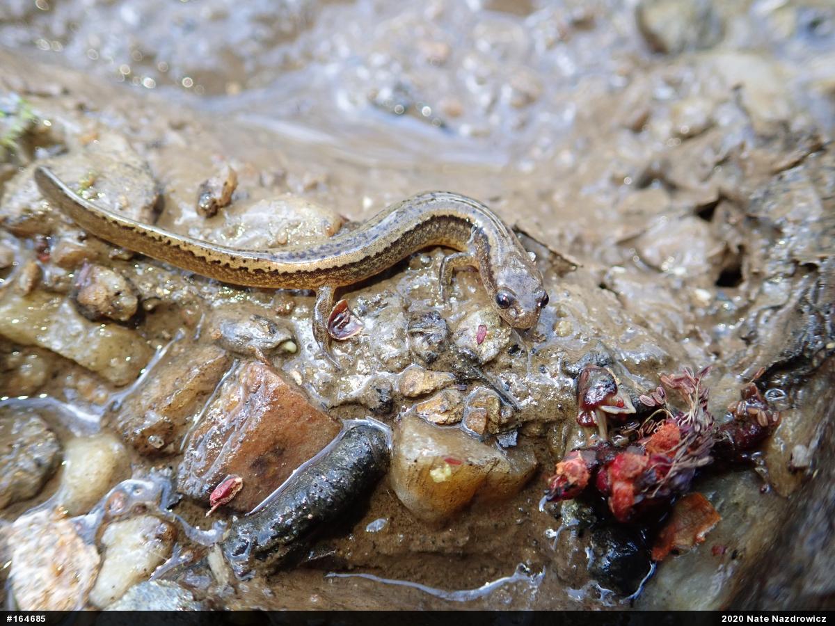 Northern Two-lined Salamander
