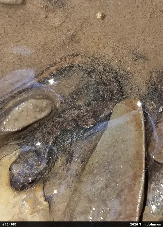 Northern Dusky Salamander