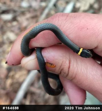 Northern Ring-necked Snake