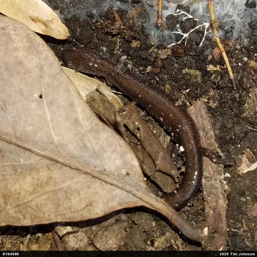 Eastern Red-backed  Salamander