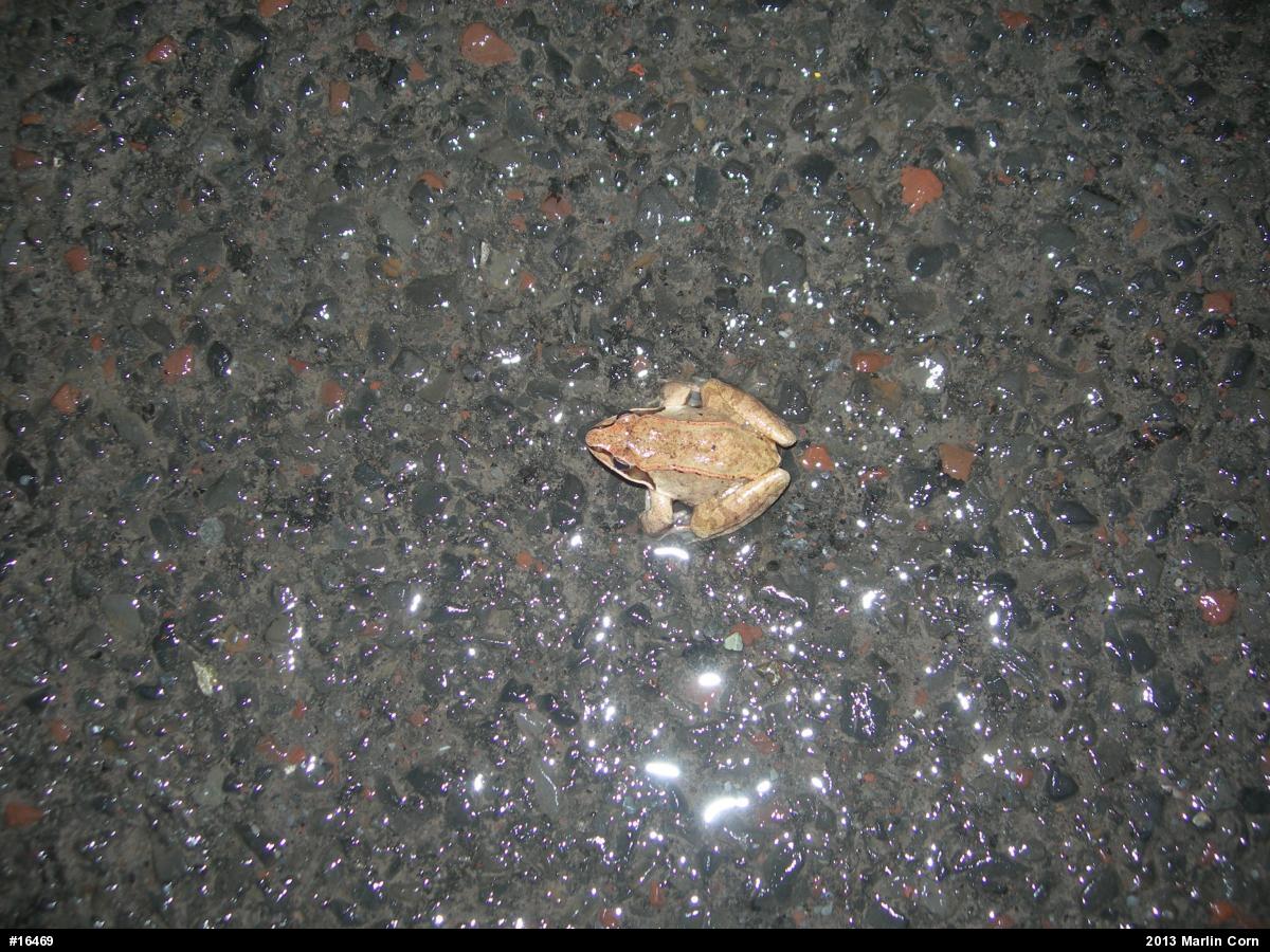 Wood Frog