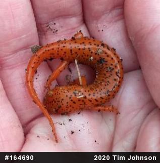Northern Red Salamander