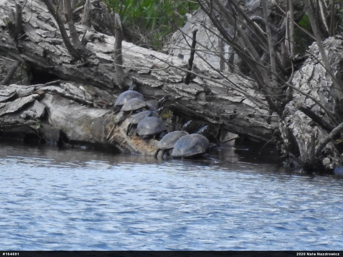 Painted Turtle