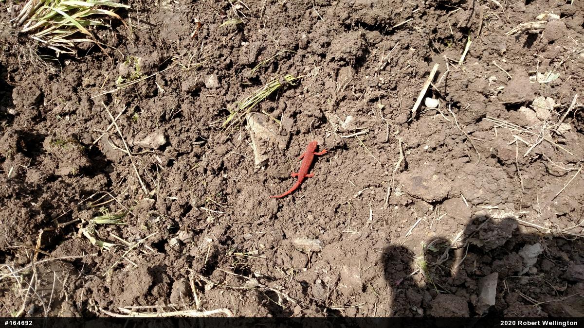 Red-spotted Newt