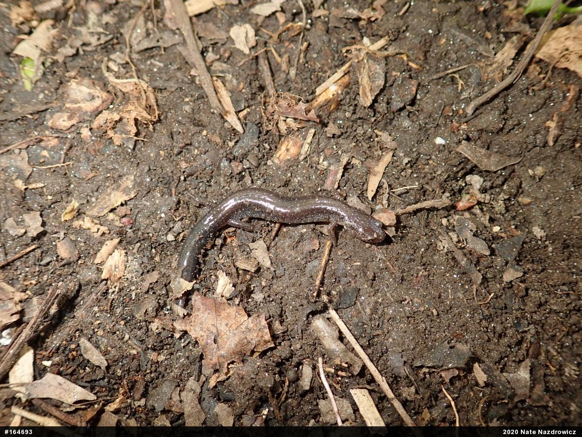 Eastern Red-backed  Salamander