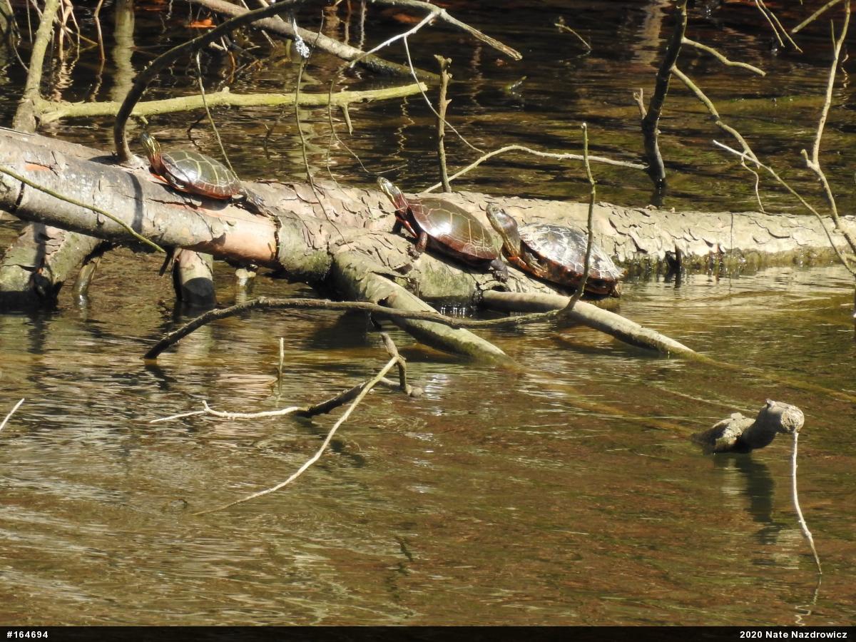Midland Painted Turtle