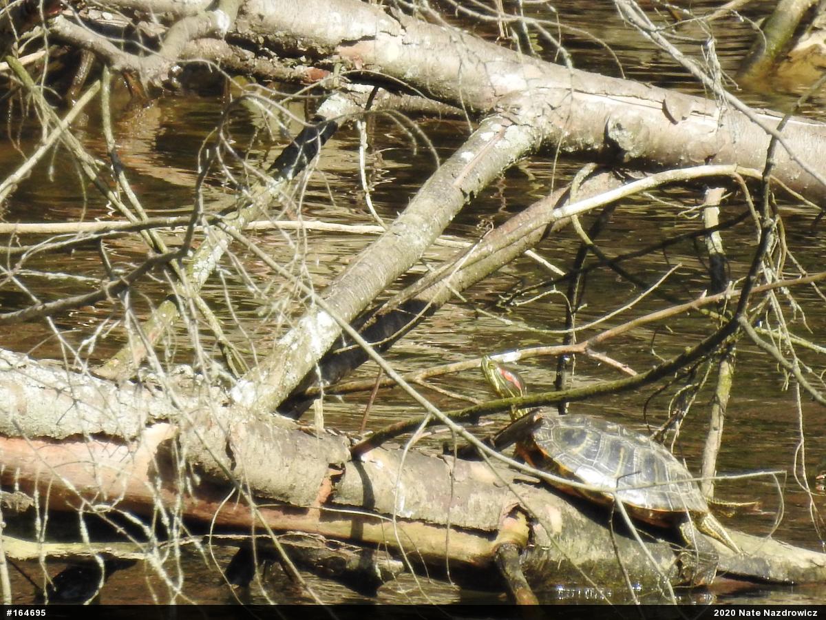Red-eared Slider