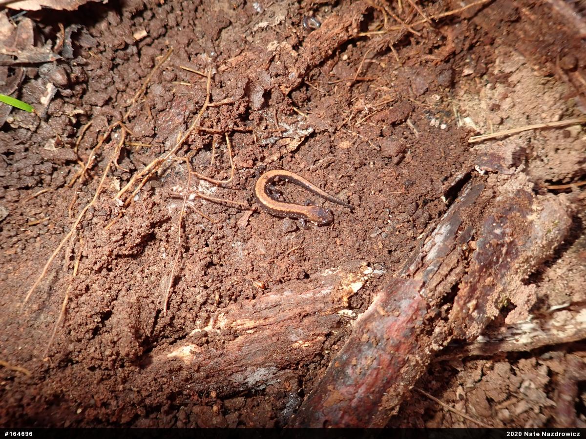 Eastern Red-backed  Salamander