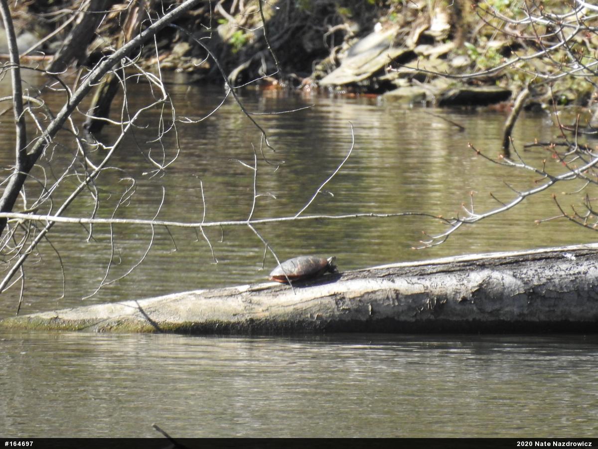 Painted Turtle