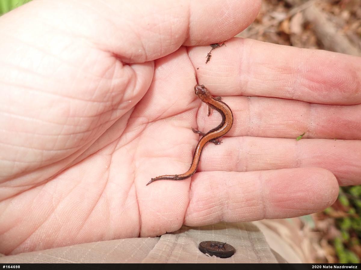 Eastern Red-backed  Salamander