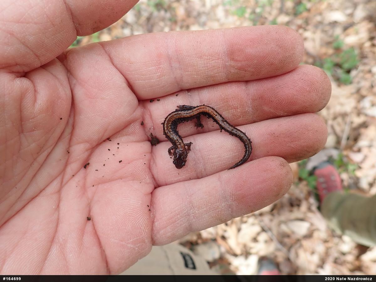 Eastern Red-backed  Salamander