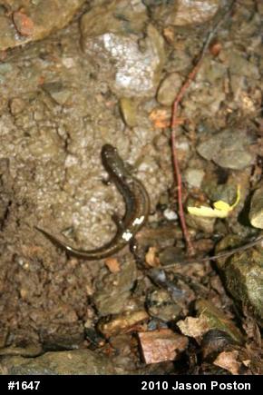 Northern Dusky Salamander
