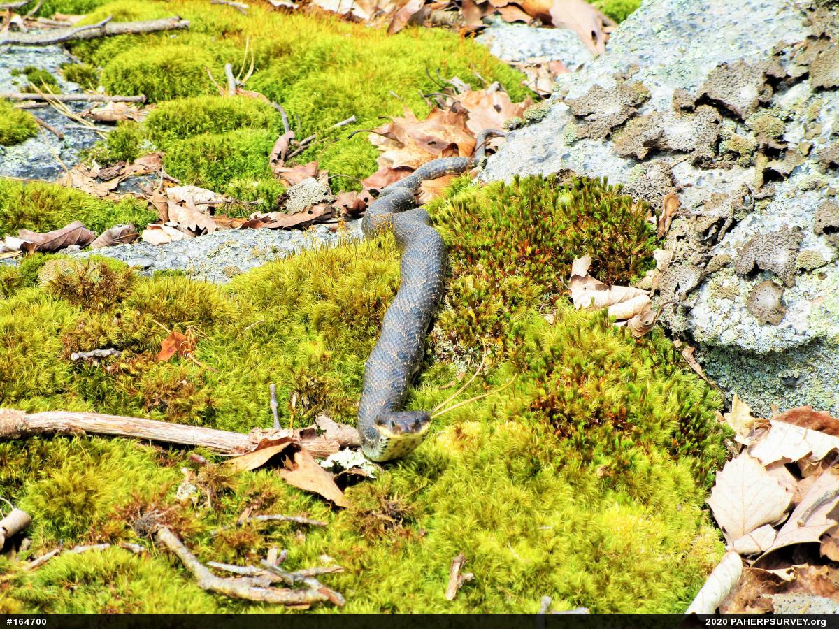 Eastern Hog-nosed Snake