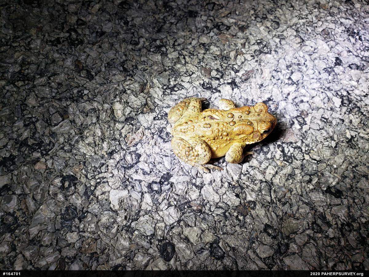 Eastern American Toad