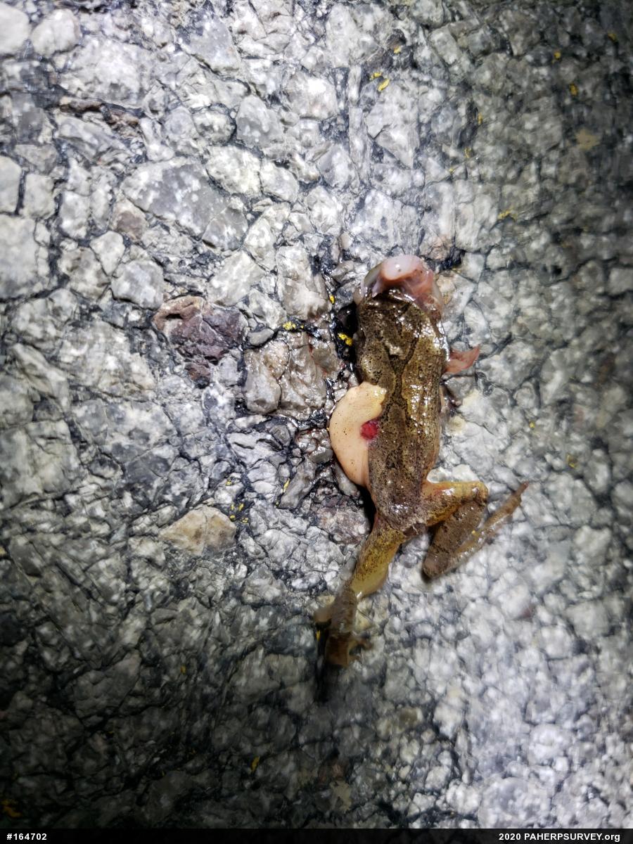 Spring Peeper