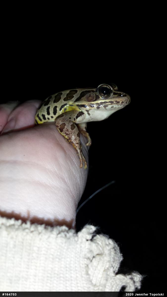 Pickerel Frog