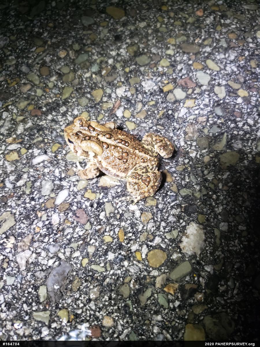 Eastern American Toad