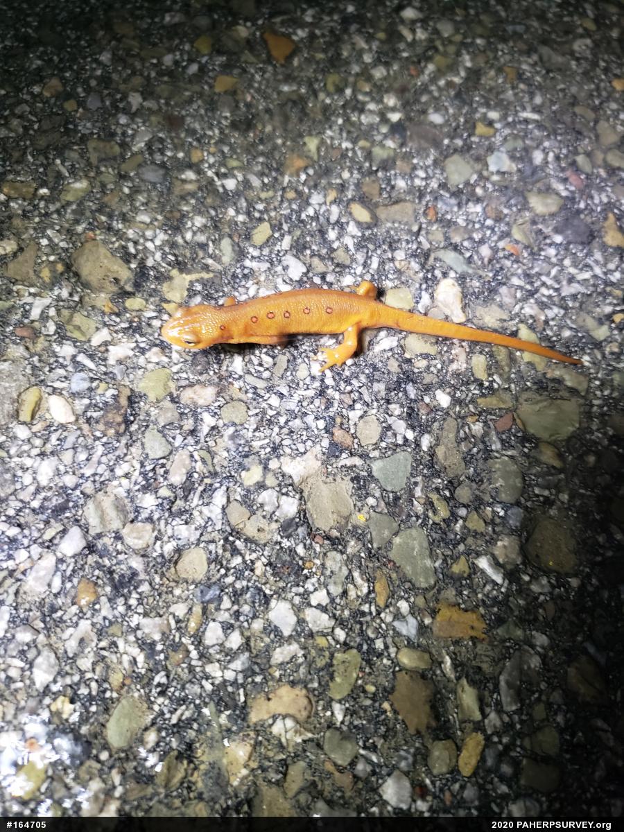 Red-spotted Newt