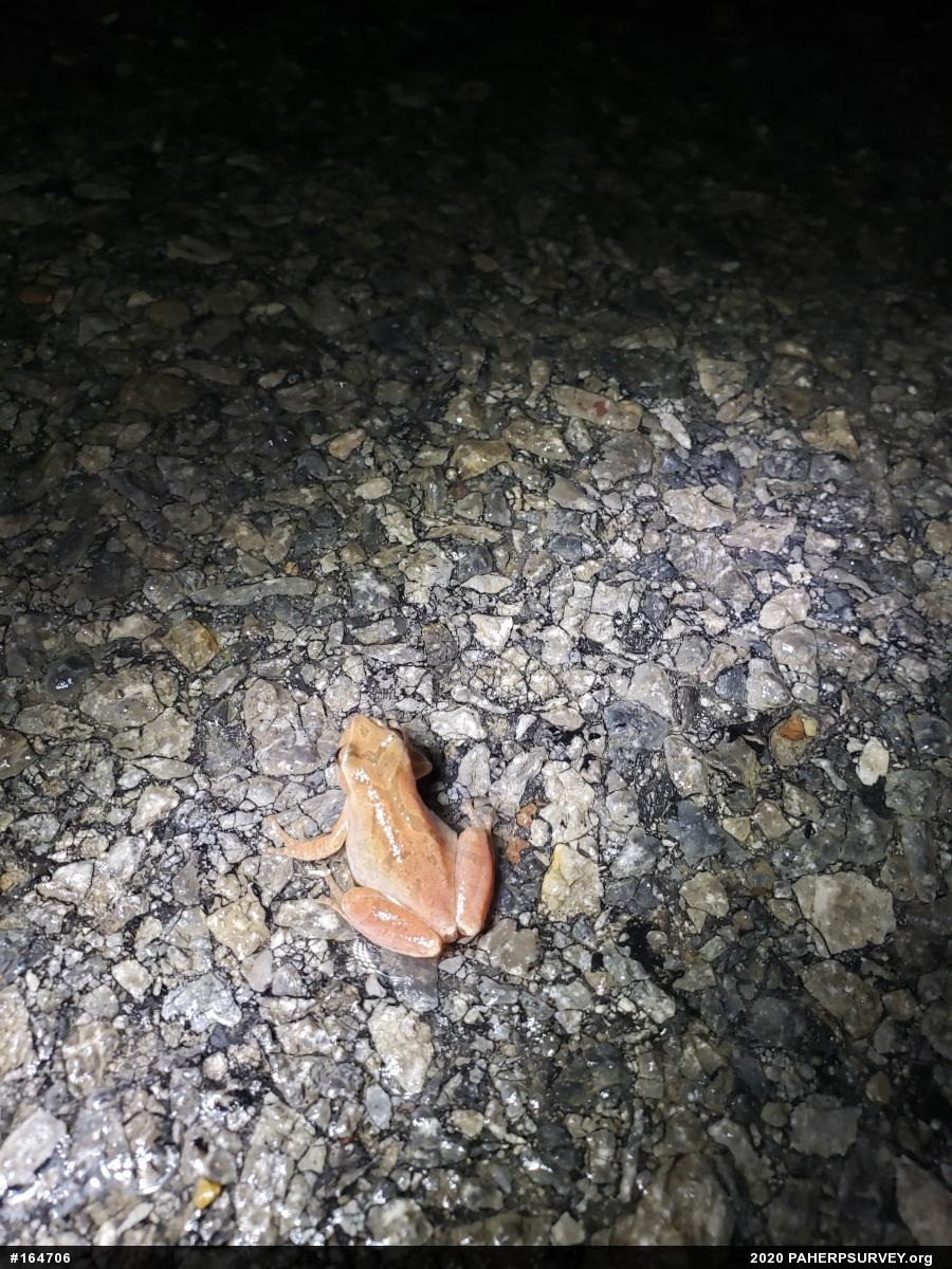 Spring Peeper