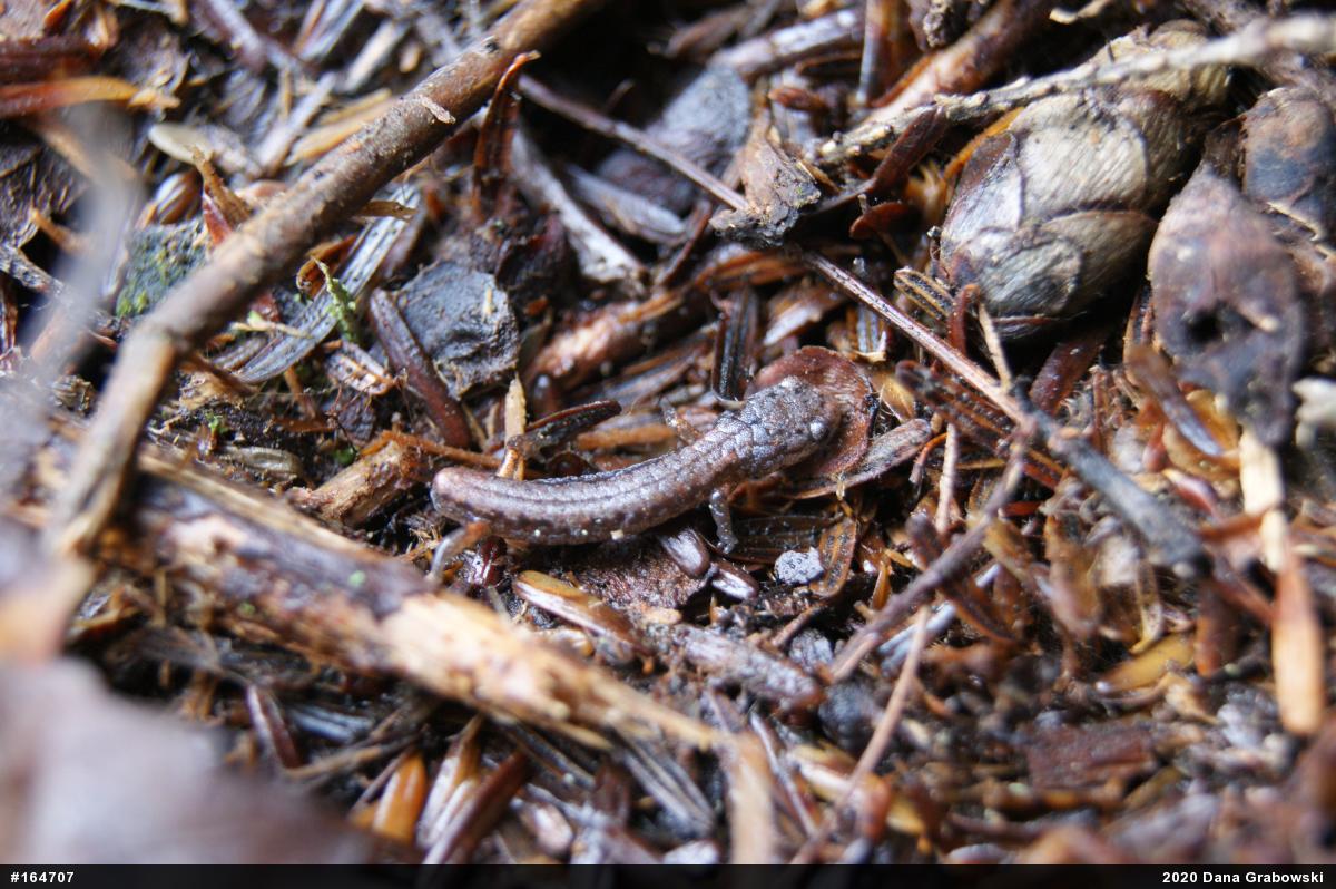 Four-toed Salamander