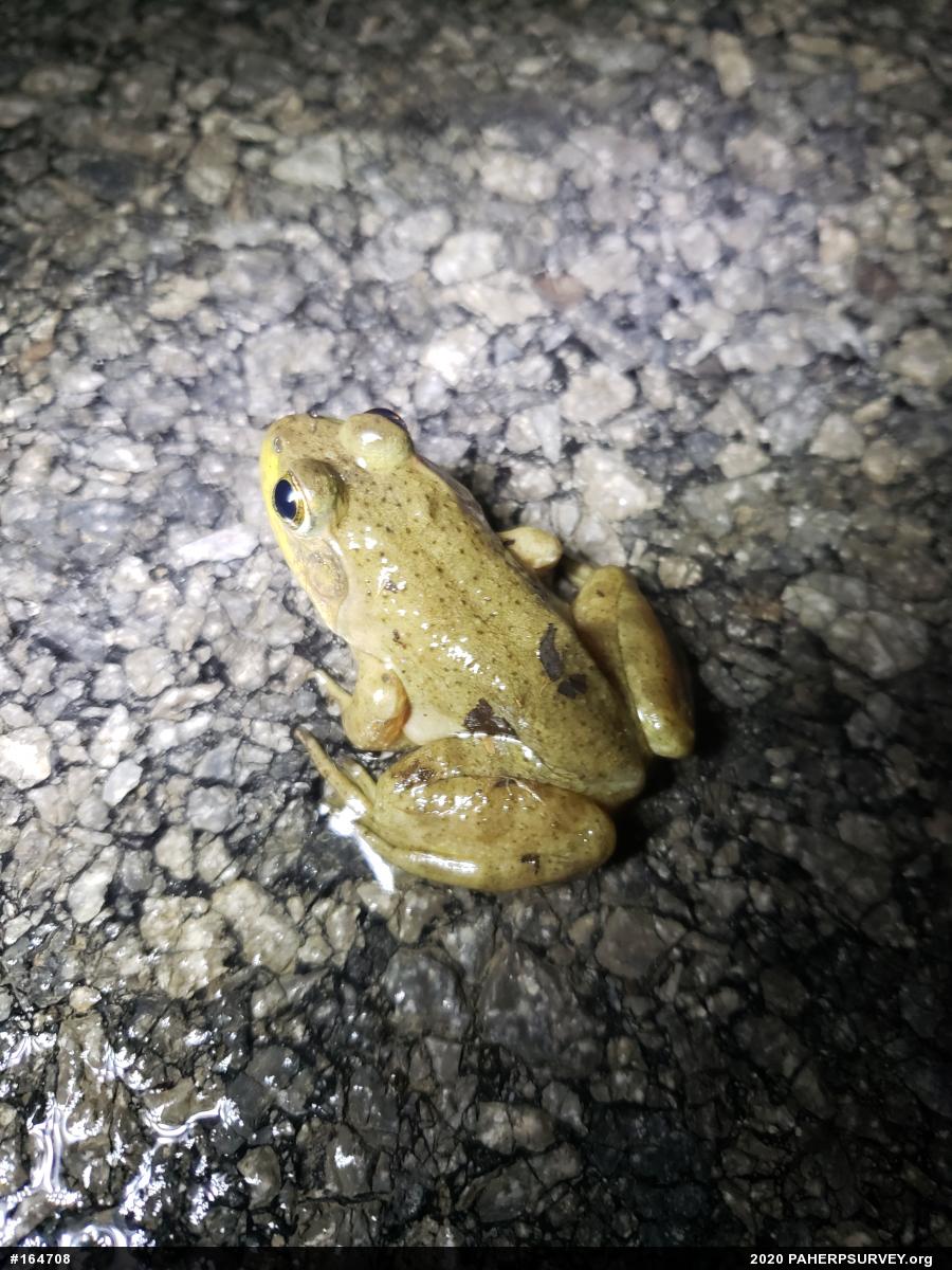 American Bullfrog