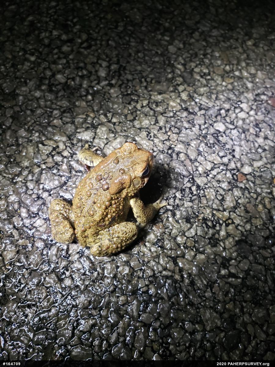 Eastern American Toad