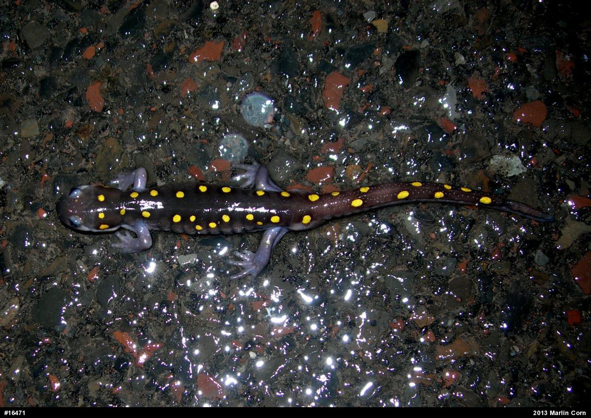 Spotted Salamander