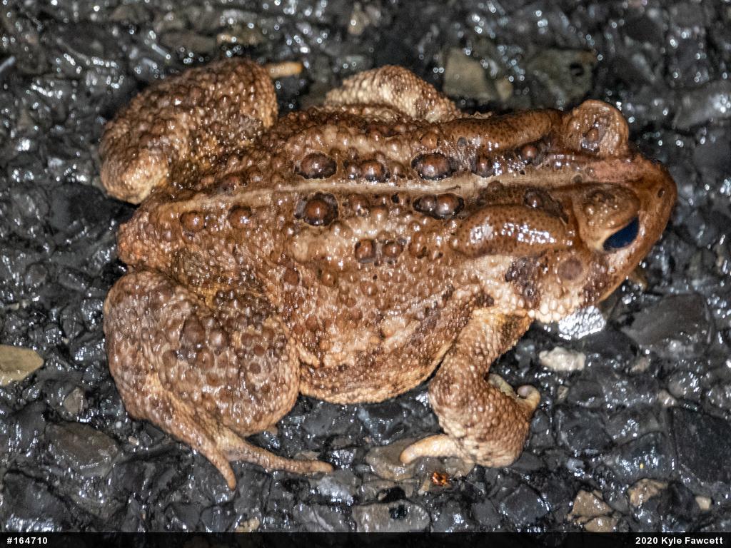 Eastern American Toad
