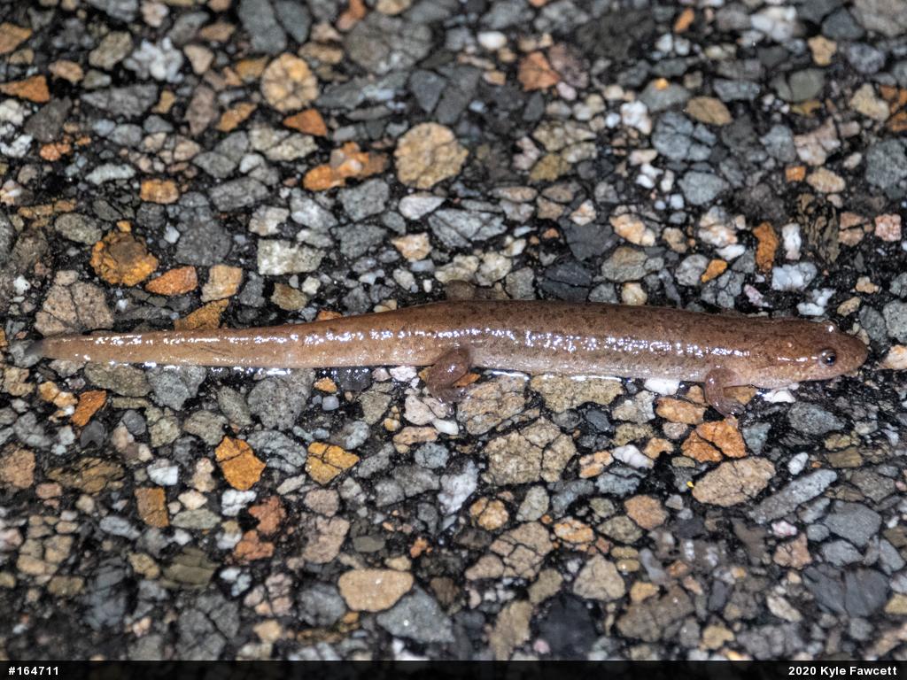 Northern Dusky Salamander