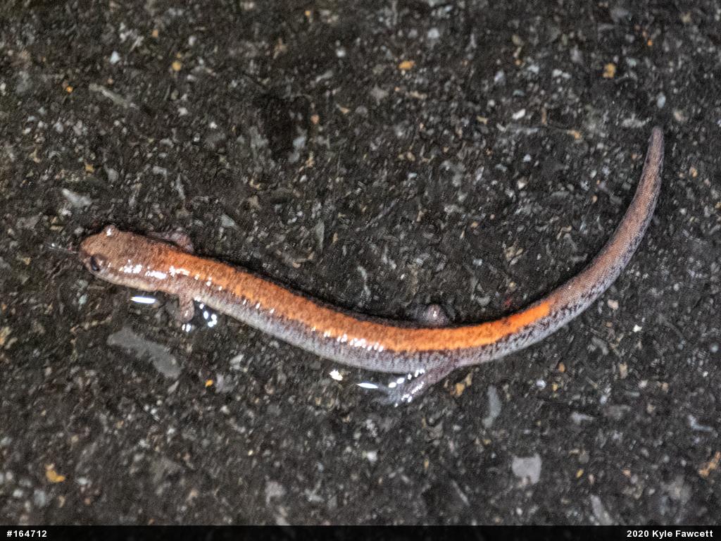 Eastern Red-backed  Salamander