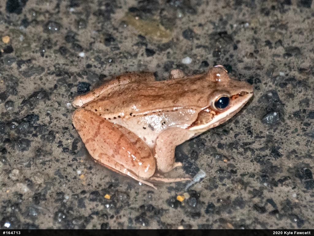 Wood Frog