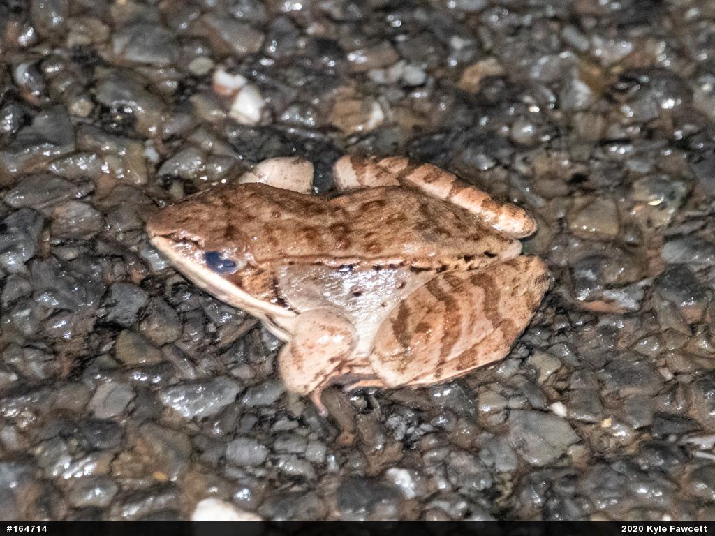 Wood Frog