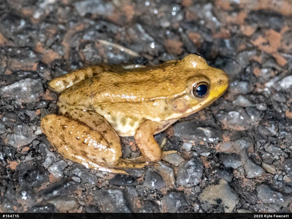 Green Frog
