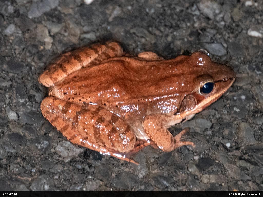 Wood Frog