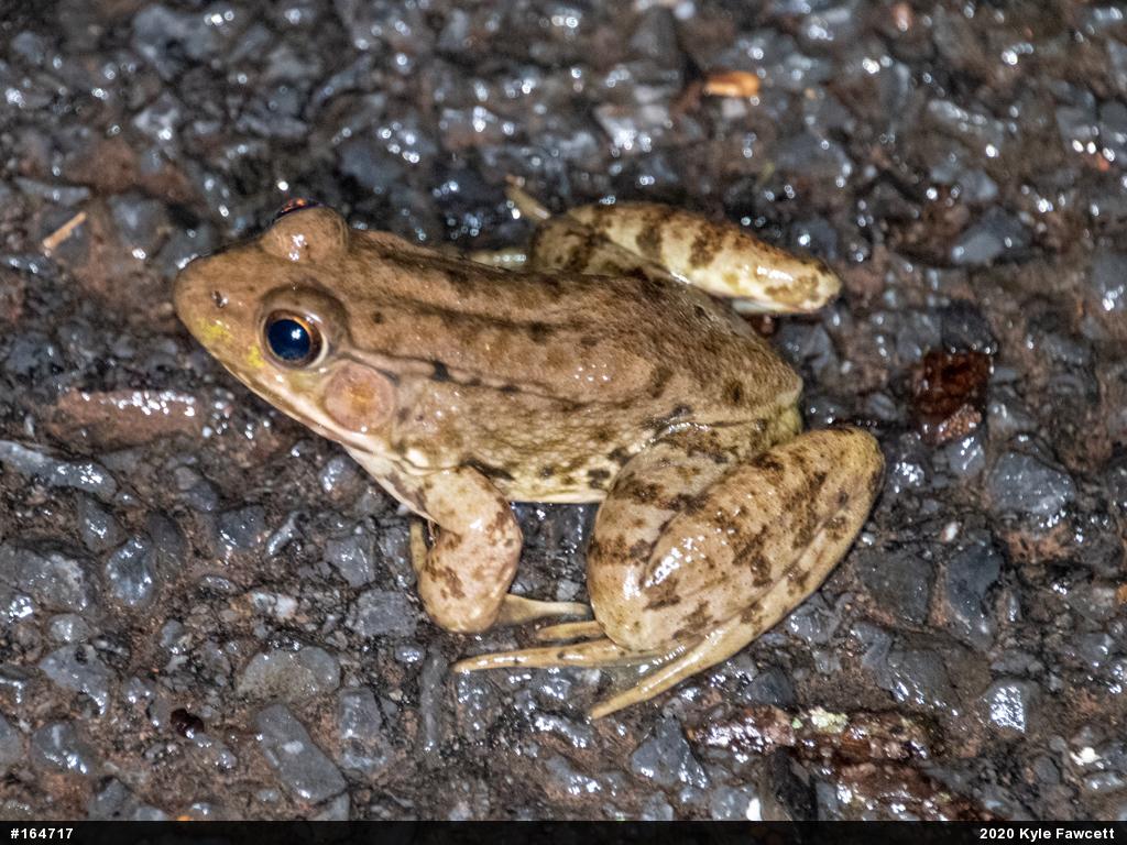 Green Frog