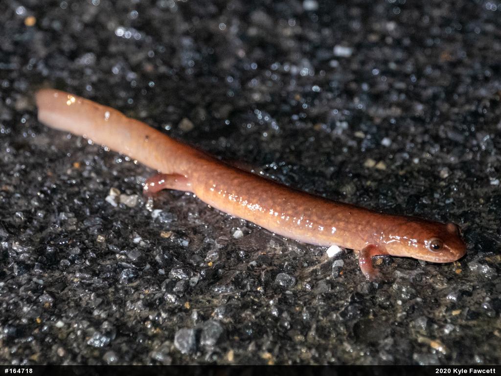 Northern Spring Salamander