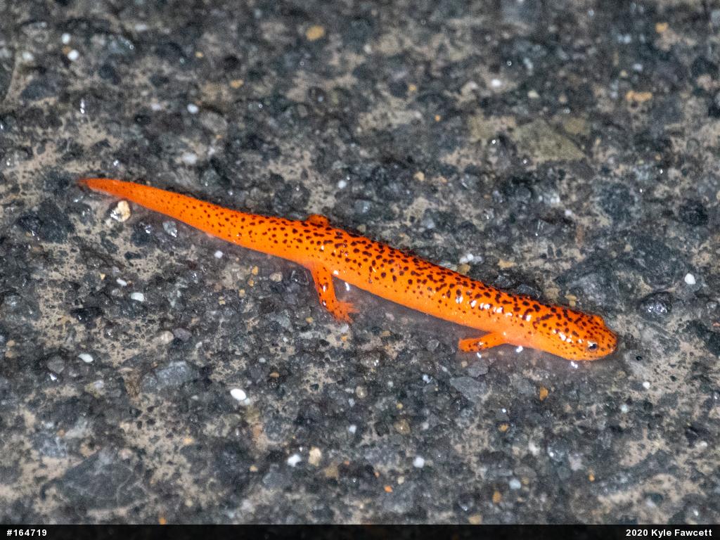 Northern Red Salamander