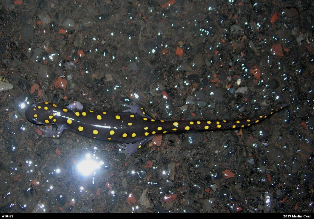 Spotted Salamander