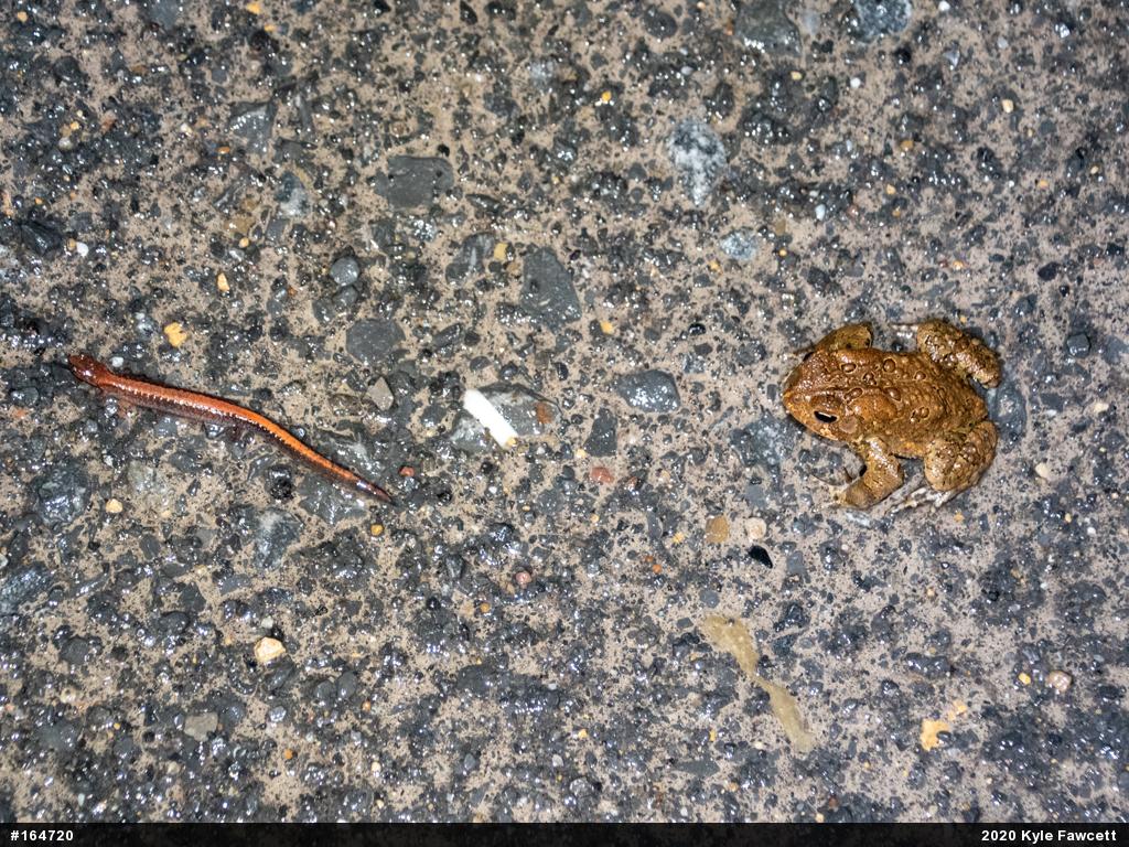 Eastern Red-backed  Salamander