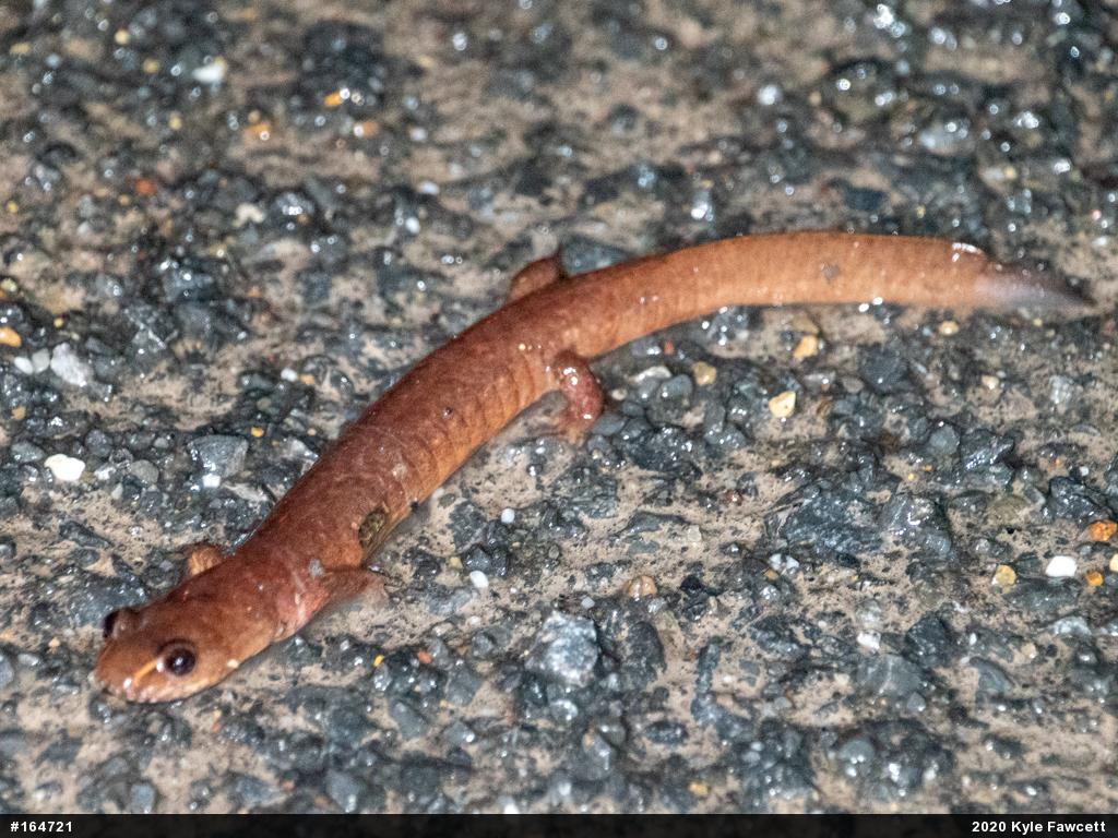 Northern Spring Salamander