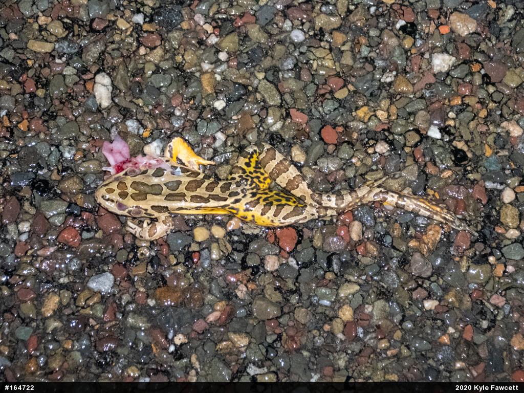Pickerel Frog