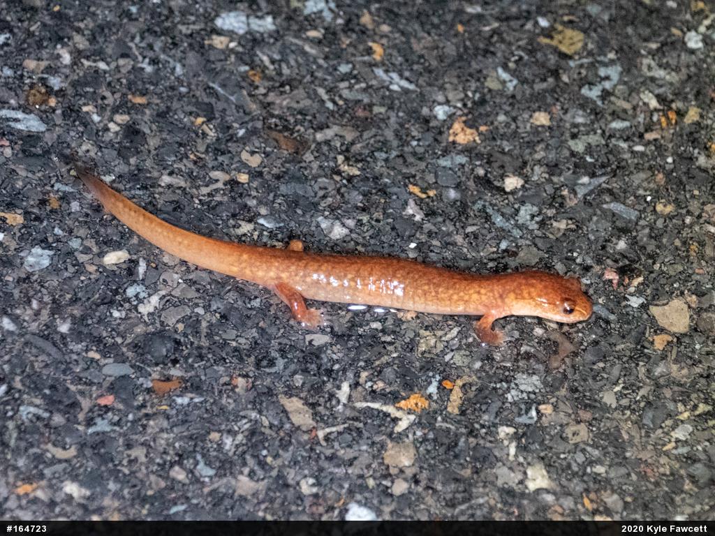 Northern Spring Salamander