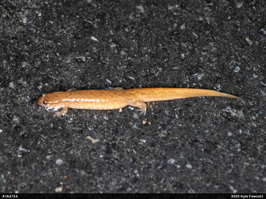 Northern Dusky Salamander