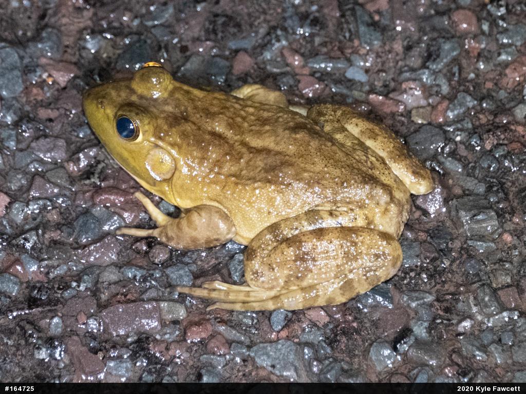 American Bullfrog