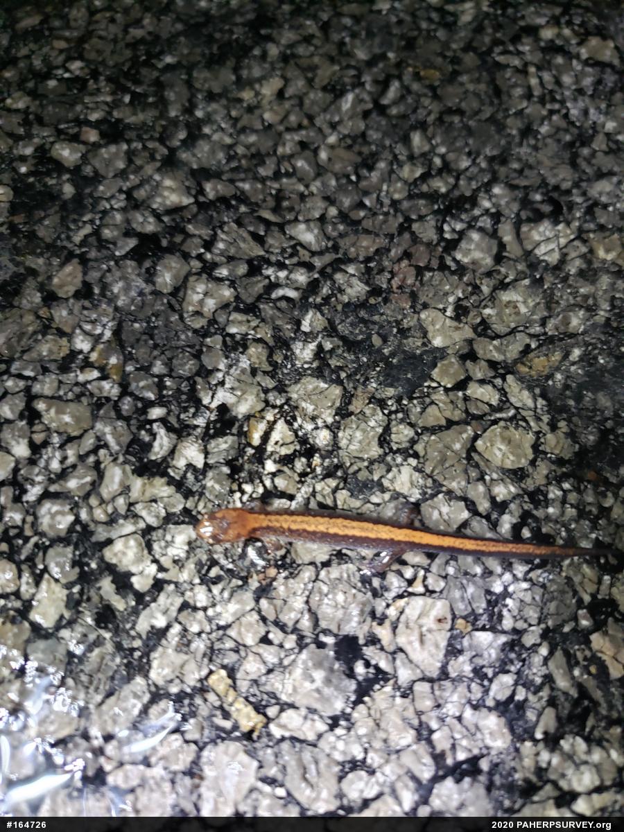 Eastern Red-backed  Salamander