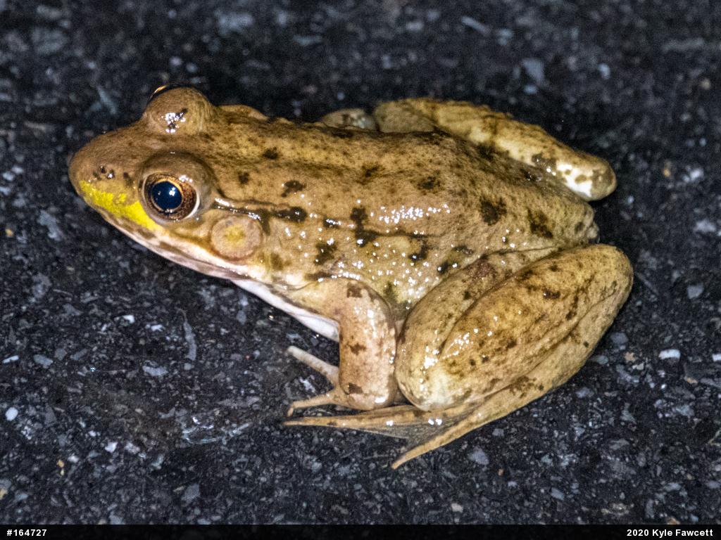 Green Frog