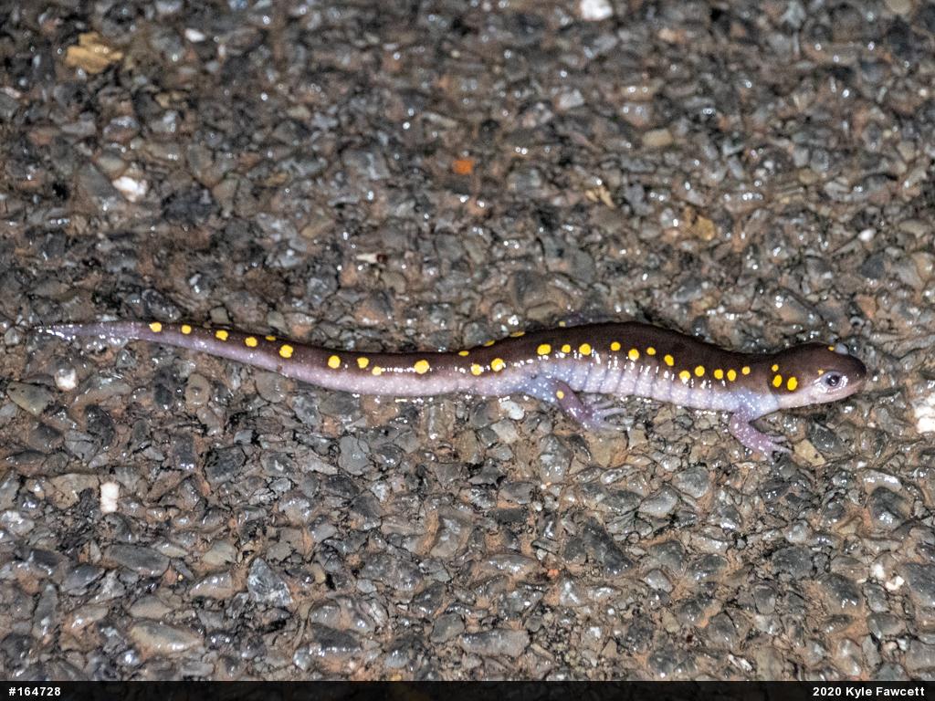 Spotted Salamander