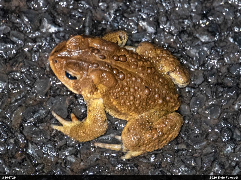 Eastern American Toad